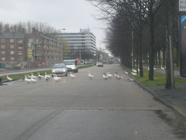 Ookmeerweg